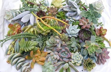20 Assorted Succulent Cuttings Assorted Varieties 