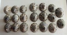 Limpet shell small Sea Shell kagoshima From Japan
