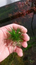1 x Eriocaulon "Sieboldianum" Live Aquarium Aquatic Plant Plants Erio