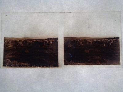 Stereoscopic Plate of the Aubrac Plateau (Salers Cattle) circa 1900
