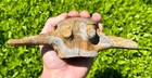 Fossil Tylosaurus Mosasaur Vertebrae MUSEUM QUALITY 7.1” Texas Dinosaur Bones