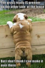 Funny Bulldog fridge magnet 3 1/2 X 3 1/2 "