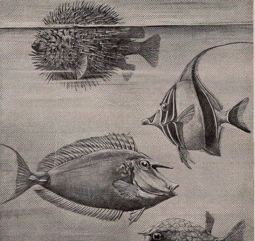 Triggerfish, Parrotfish & Wrasse Fishes Double-Sided 1911 Antique Fish Print