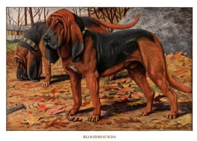 Antique Dog Artwork: Louis A. Fuertes Artist - Bloodhounds