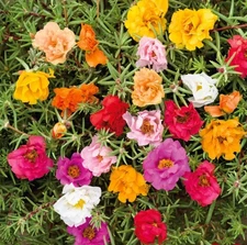 750+ Moss Rose Seeds **Fresh Seeds ** ~~Free Shipping~~