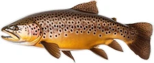Brown Trout Fish Laptop Sticker Cooler Tacklebox Glass Window Car Decal 5"x2"