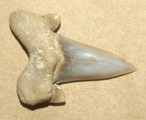 Very nice Dwardius woodwardi,  Campanian  shark  tooth, Saratov region, Russia