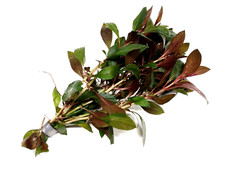Ludwigia Repens "Diamond Red" Bunch Live Aquarium Aquatic Tropical Plants
