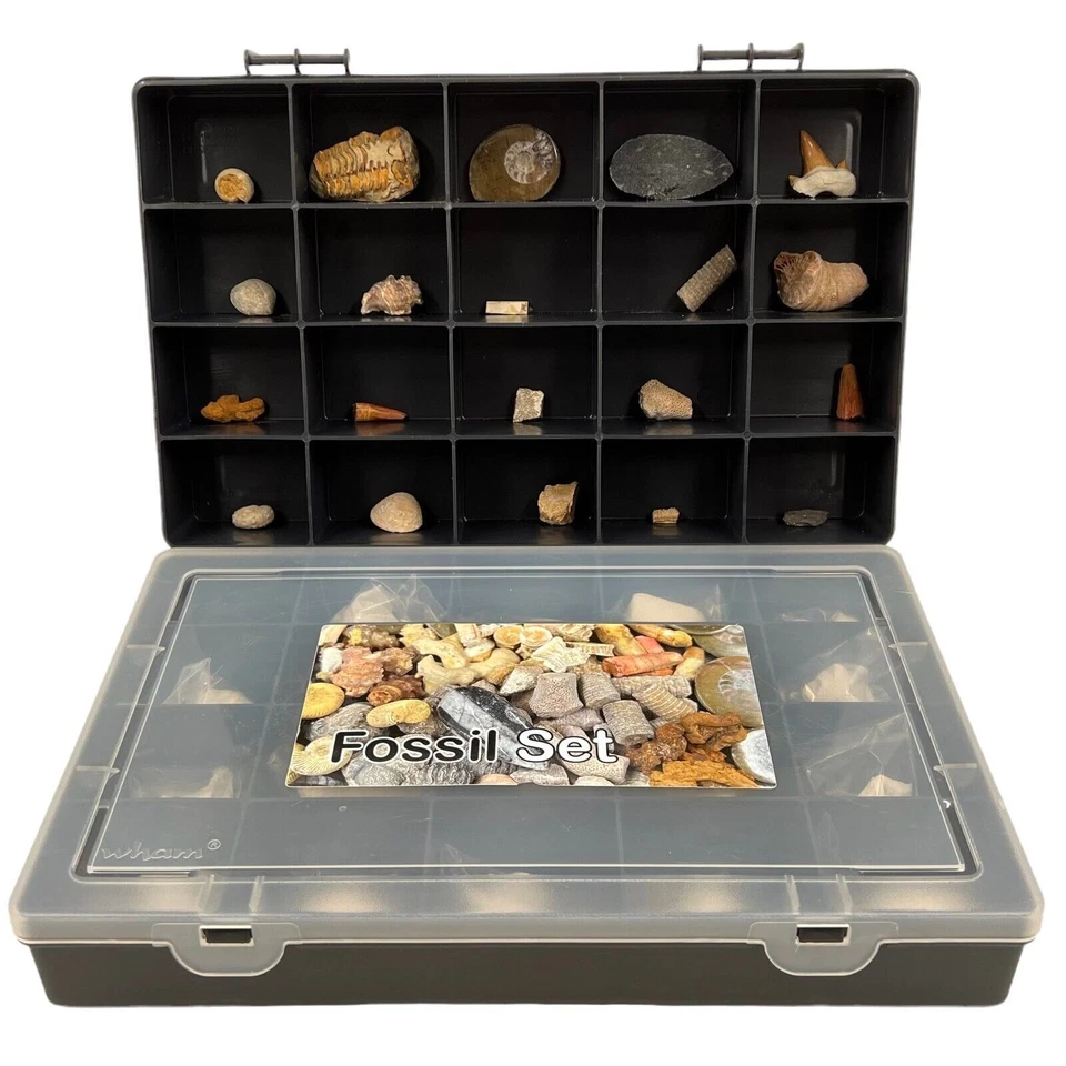 Juego de regalo de fósiles grande (20 fósiles seleccionados de todo el mundo)✔ Vendedor del Reino UnidoFS1M01