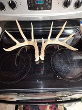 Wild Whitetail Deer Antler Set 10 Point, Man Cave Shed