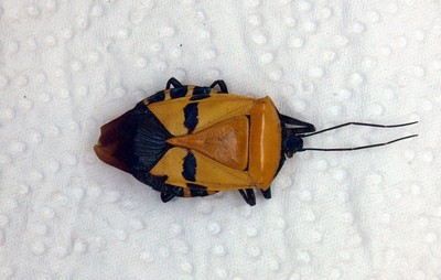 Beetle - Stink Bug-Hemiptera/Pentatomidae sp -Cameron Highlands