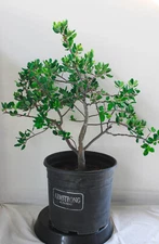 Cork Bark Oak Pre-Bonsai Tree - 2 Gallon