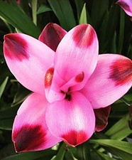 Pretty Imported Double Curcuma Pink Flower Bulb Pack Of 2 Bulbs