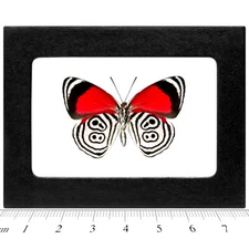 Diaethria clymena REAL FRAMED BUTTERFLY RED WHITE BLUE 88 OCHO VERSO PERU