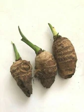 3PCS SPROUTED BORNEO ELEPHANT EAR TARO ALOCASIA MACRORRHIZA READY TO PLANT