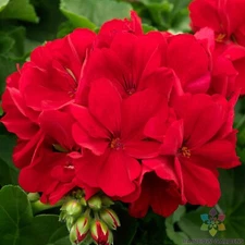 25+ Calliope Dark Red Geranium Seeds for Garden Planting - USA - FREE SHIPPING!