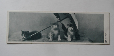 Neuheit: Lesezeichen Postkarte. Katzen unter einem Regenschirm. Unbespielt.