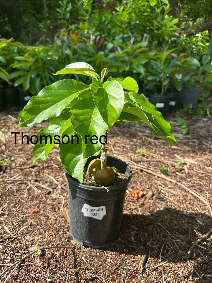 Árbol de aguacate injertado rojo Thomson de 2-3 pies de alto. Enviamos a CA y RP Foto 3 de 3