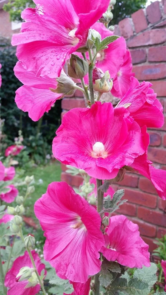 Hollyhock Cerise Pink Flower 40 plus Seeds - Image 4 of 4