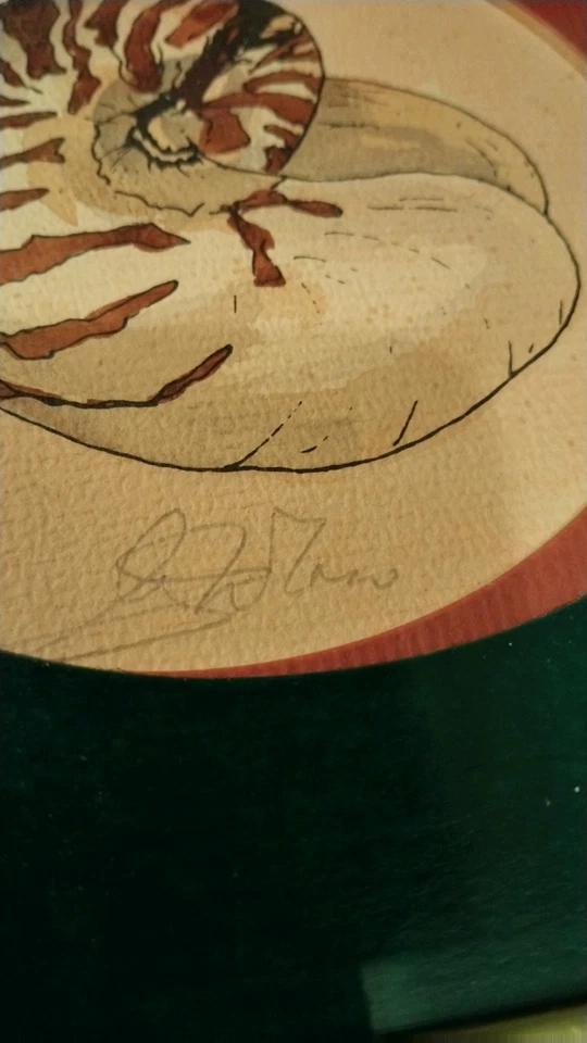 Una hermosa acuarela original Nautilus Seashell 1988 de J.R.L Foto 3 de 4