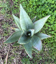 ALOE FEROX - PIANTA DA GIARDINO - DIAM 36 - H 44 CM
