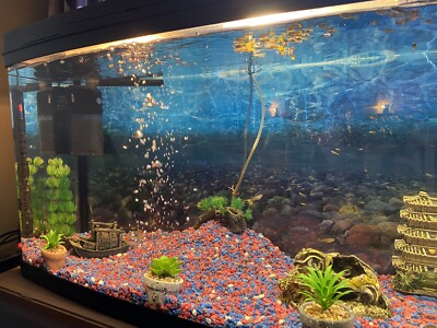 [SALE!] Fish-box fish tank 120L with fish | eBay UK