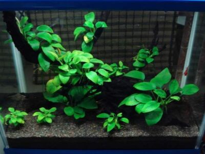 BUY 2 GET 1 FREE Anubias Barteri (Nana Petite) Small Live Aquarium Plants