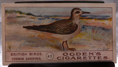 1905 Ogden's Cigarettes British Birds #42 Common Sandpiper GD/VG