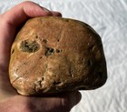 Big Fossiliferous Conglomerate Rock Puddingstone? Long Island Glacial Find 3lbs — photo 7