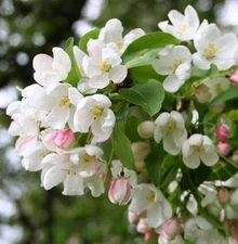 Siberian Crab Apple, Malus baccata, Tree Seeds, (Fast, Fragrant, Hardy)