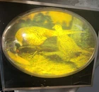 Vintage 1960s Budweiser Beer Lighted Bubble Sign Pheasants Cock & Hen Birds 3-D