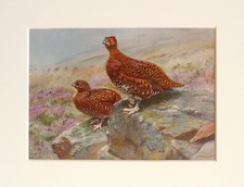 Red Grouse Bird - George Lodge - 1950s Vintage Mounted Colour Print