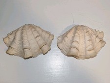 Tridacna Pale Ivory  Fluted Ruffled Giant Clam Shell Matched Pair, 5 Inch
