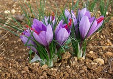 Herbstblühende Safrankrokusse Crocus Sativus...