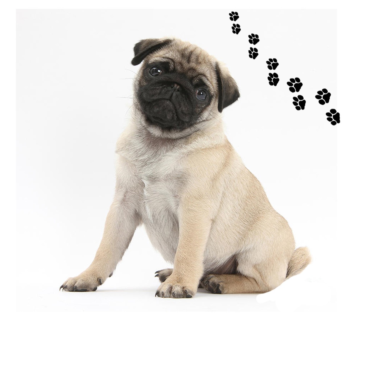 Andreas Round Silicone Mat Jar Opener, Fawn Pug  Dog, 6.25 Inch
