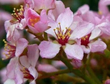 Indian Hawthorn, 25 Seeds, Pink Lady, Rhaphiolepis Indica, 2025 Harvest (021)