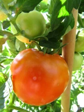 Extrim - a hardy and productive container tomato