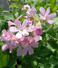 3 x Pelargonium 'Clorinda' scented BRITISH GROWN plants in 9cm pot