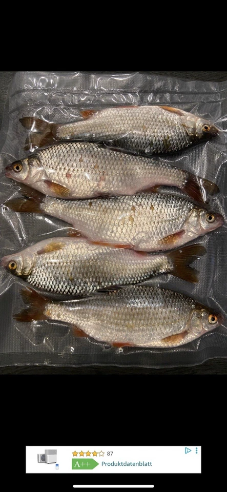 Köderfische Süßwasserfische gefroren Köfi Zander Hecht oder Wels Deadbait Köder - Bild 4 von 4