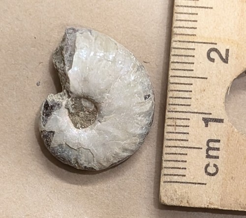120 Million Year old AMMONITE Fossil from Madagascar (#Z281)