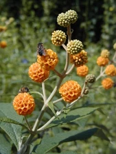 Buddleia globosa CHILEAN ORANGE BALL SHRUB Seeds!