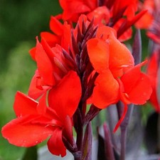 Canna Tall Tropicanna Bombillas Lirio Negro Floración Roja Baring Raíz Para Plantar