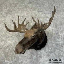 #31233 WC | Shiras Moose Taxidermy Shoulder Mount For Sale