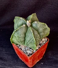 Astrophytum myriostigma v. nudum, cactus plant