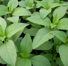 LIME BASIL SEEDS 600+ ANNUAL herb GARDEN culinary SPICES non-gmo FREE SHIPPING