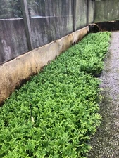 100-Thuja Green Giant Liners