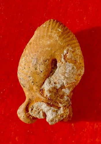JURASSIC AMMONITE OF VIENNA, OECOPTYCHIUS