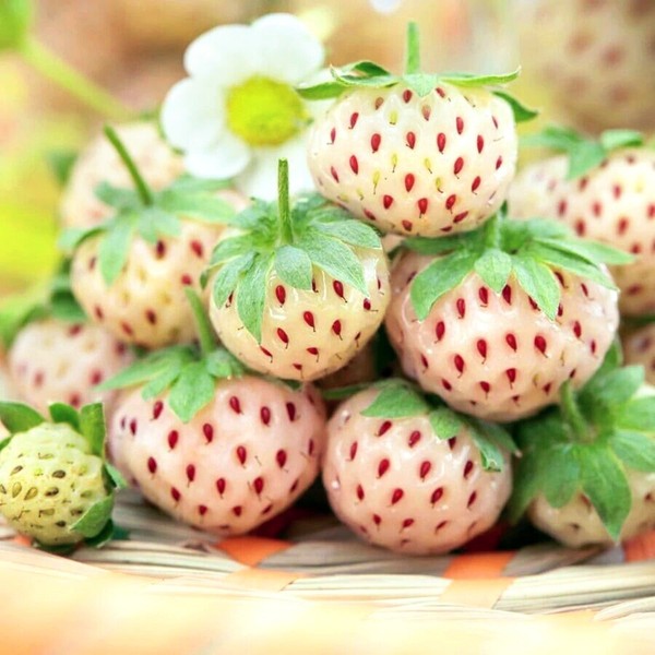 Semillas de fresas del bosque "Piña" 0.1  gr (150-200 semillas aprox.)