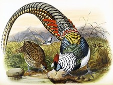 Pheasants by D. Elliot stream water Tile Mural Kitchen Backsplash Marble Ceramic