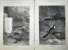 Old Antique Print Nature 1880 Birds Wagtails Eggs Nests Trees Poem Art 19th